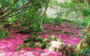 Snowdonia rhododendrons