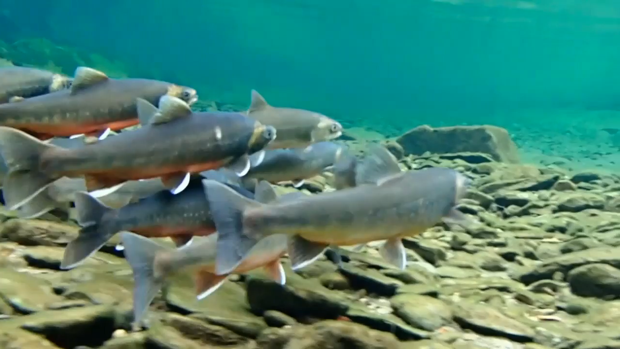 Arctic Charr reintroduced to Llyn Padarn in Wildlife Conservation Effort